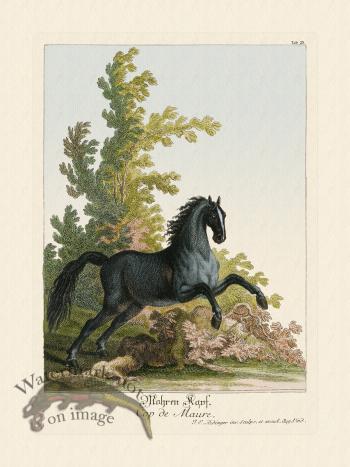 Ridingers Horses 25